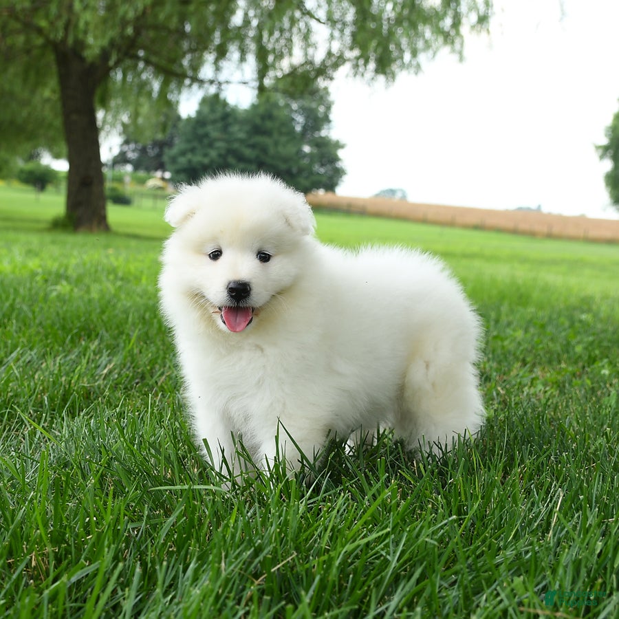 Pomeranian Samoyed Cross Golden Retriever For Sale Samoyed Puppies
