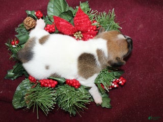 Jack Russell Terrier dogs BabyRuth - Ad 30