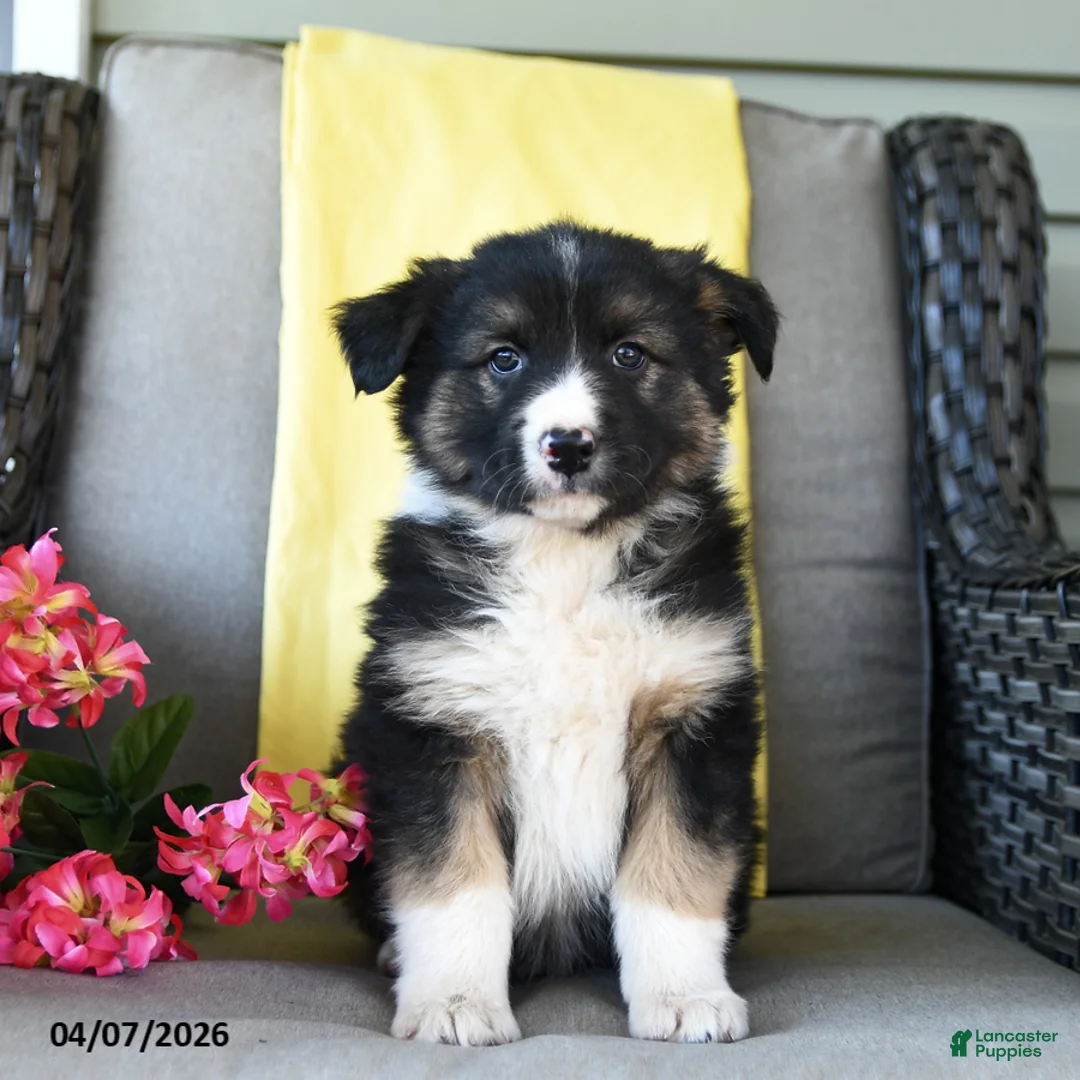 Australian Shepherd dogs for sale: Raider - Ad 2