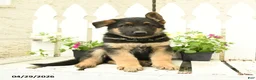 German Shepherd dogs for sale: Hans  - Ad 5