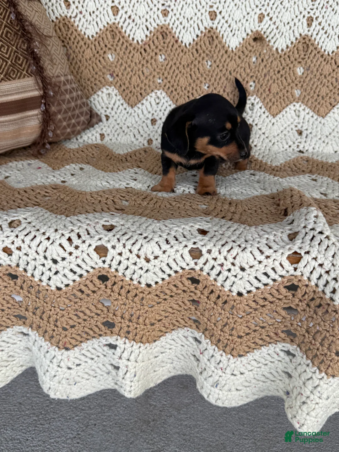 Miniature Dachshund dogs for sale:  Bam bam - Ad 3