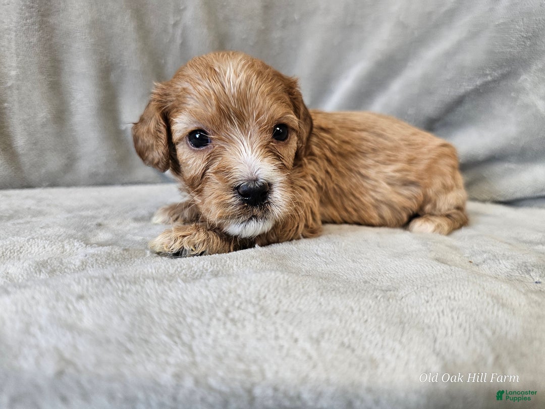 Cavapoo dogs for sale: Ziti - Ad 10