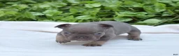 French Bulldog dogs for sale: Bruce  - Ad 5