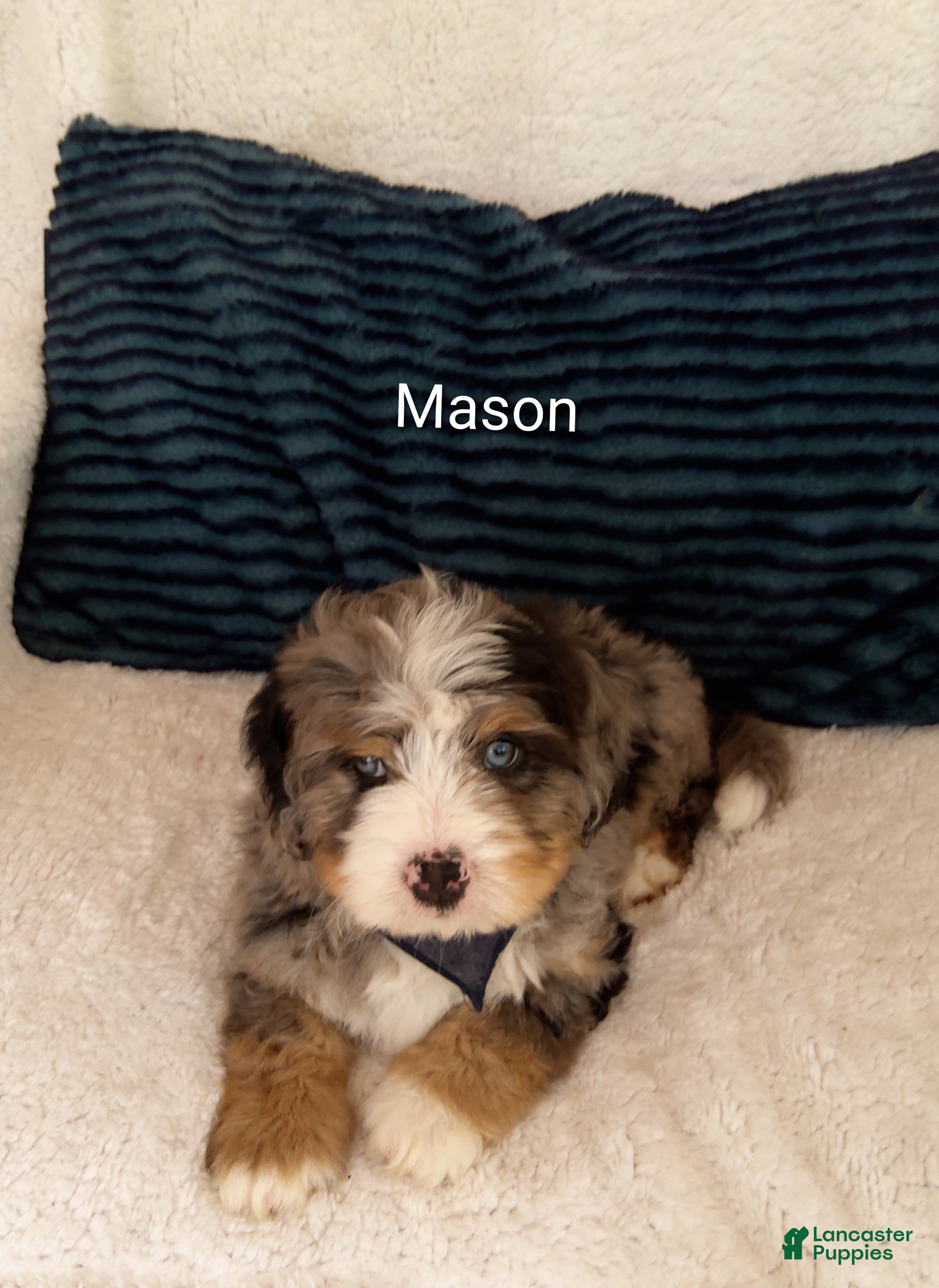 Bernedoodle dogs Mason  - Ad 2