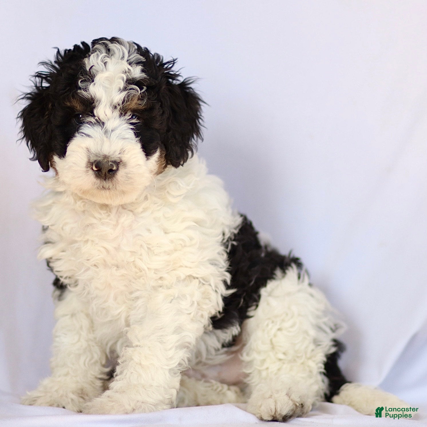 Mini Bernedoodle dogs Blaney - Ad 2