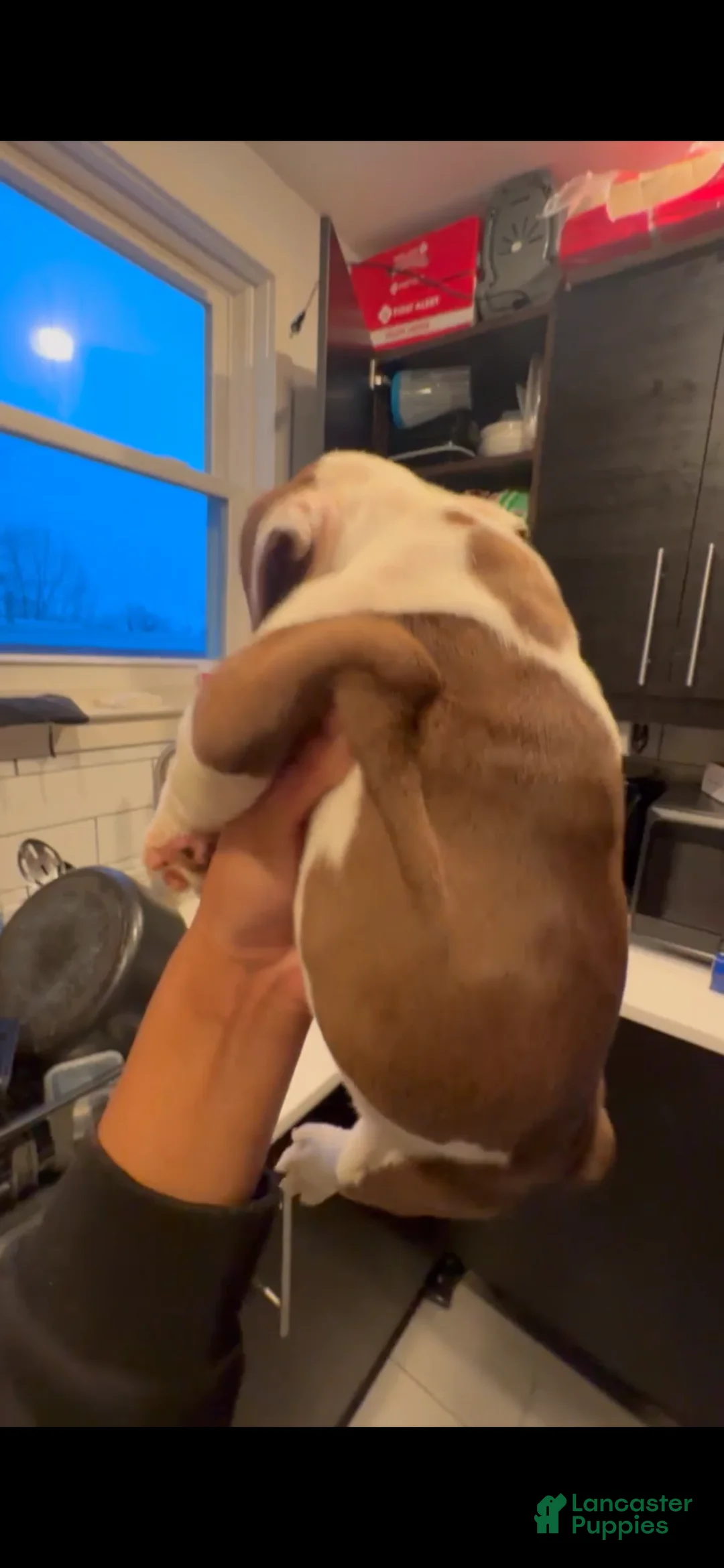 English Bulldog dogs for sale: Brownie - Ad 2