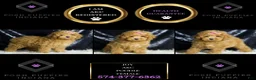 Toy Poodle dogs for sale: Joy - Ad 6