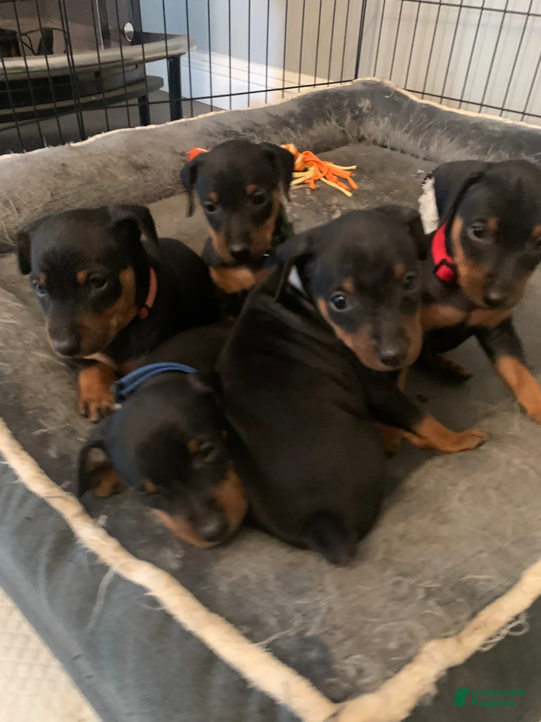Miniature Pinscher dogs for sale: Elijah - Ad 2