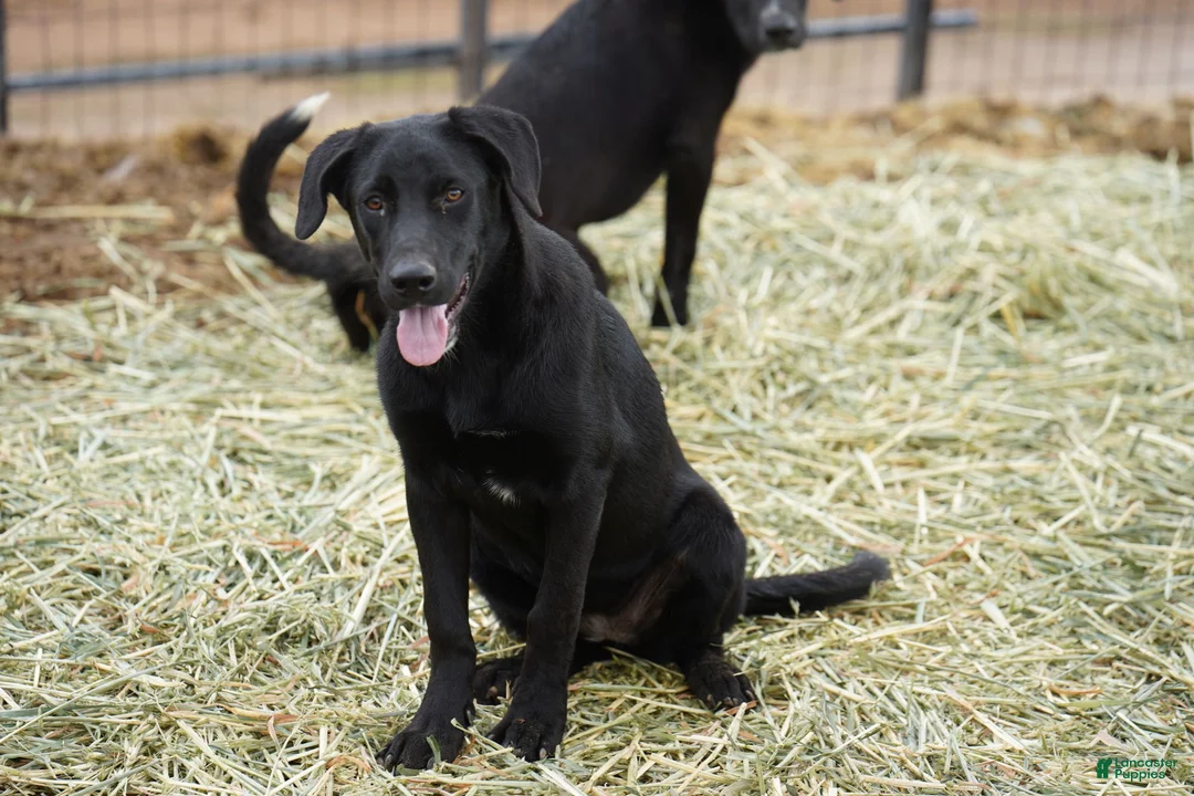 Mixed Breed dogs for sale: Jet Tiscar Farm Dog - Ad 5