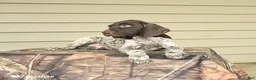 German Shorthaired Pointer dogs for sale: Dexter - Ad 4