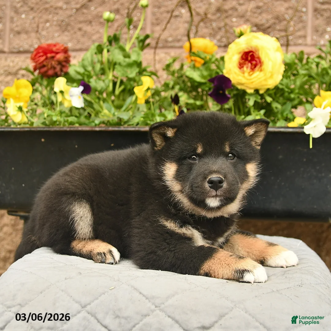 Shiba Inu dogs for sale: Indigo  - Ad 5
