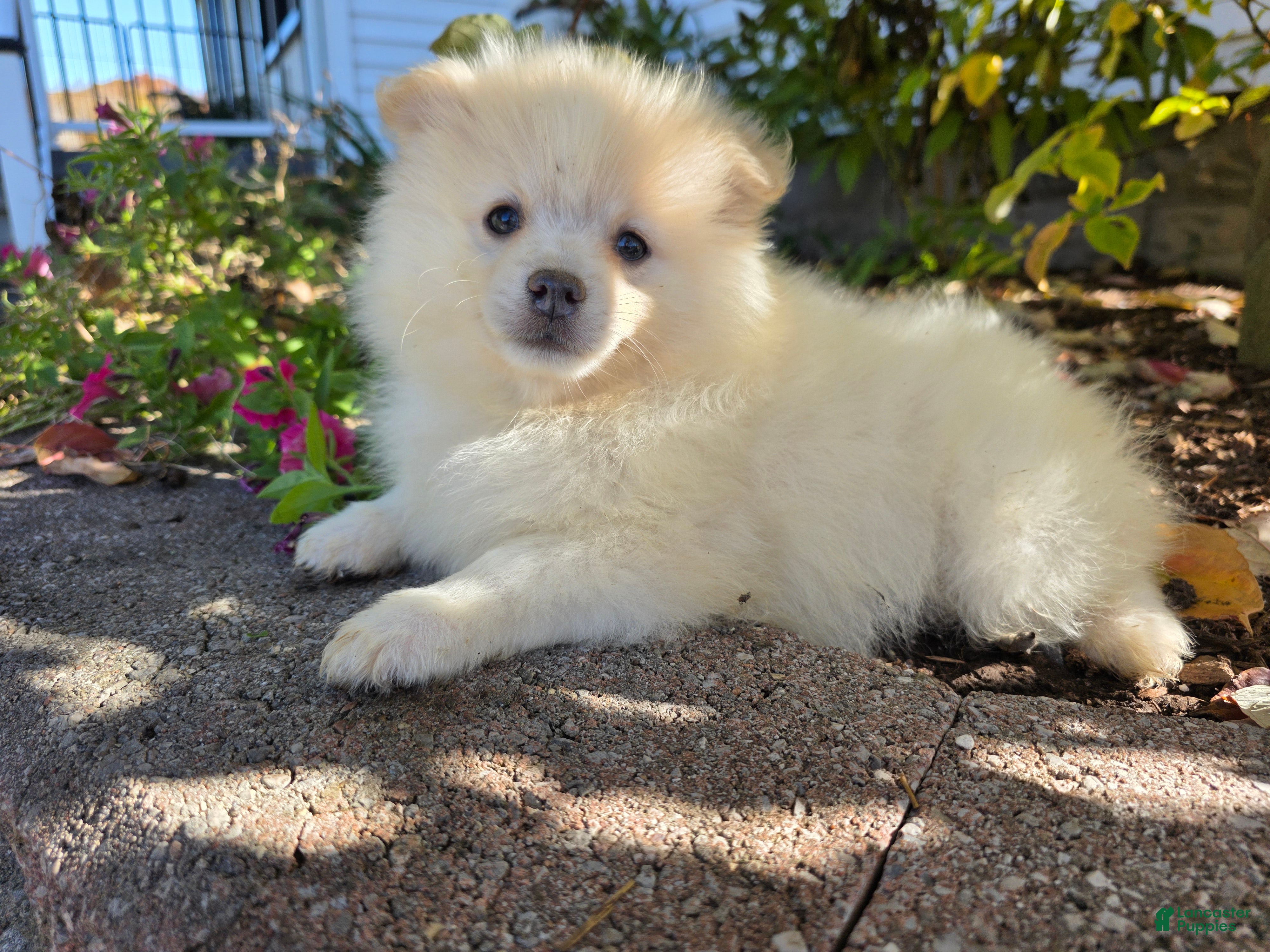 Pomeranian dogs for sale: Slater - Ad 1