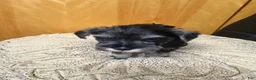 Schnauzer dogs for sale: Schnauzer Puppy 3 - Ad 2