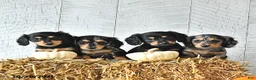 Miniature Dachshund dogs for sale: Carter - Ad 5