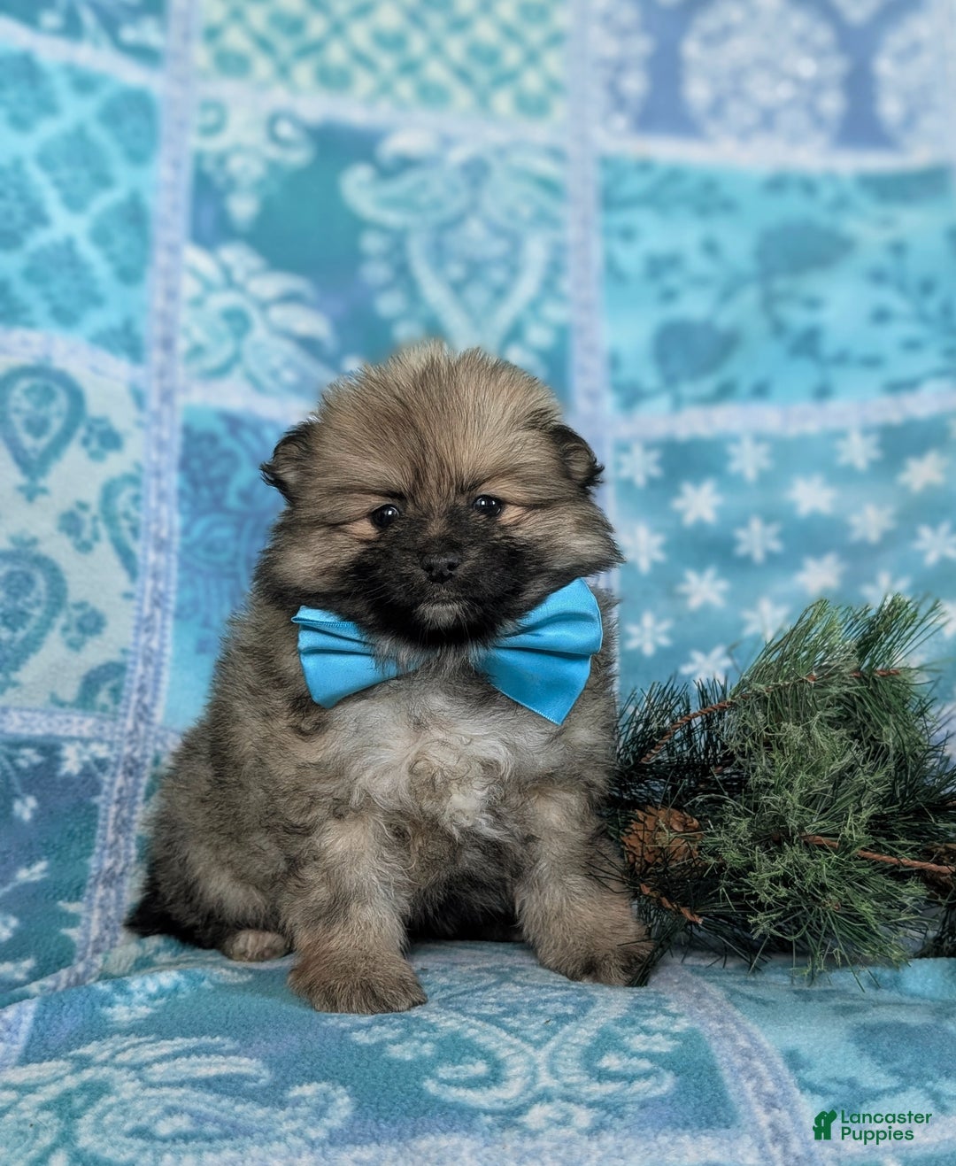 Pomeranian dogs for sale: Cagney - Ad 1