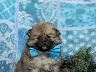 Pomeranian dogs Cagney - Ad 29