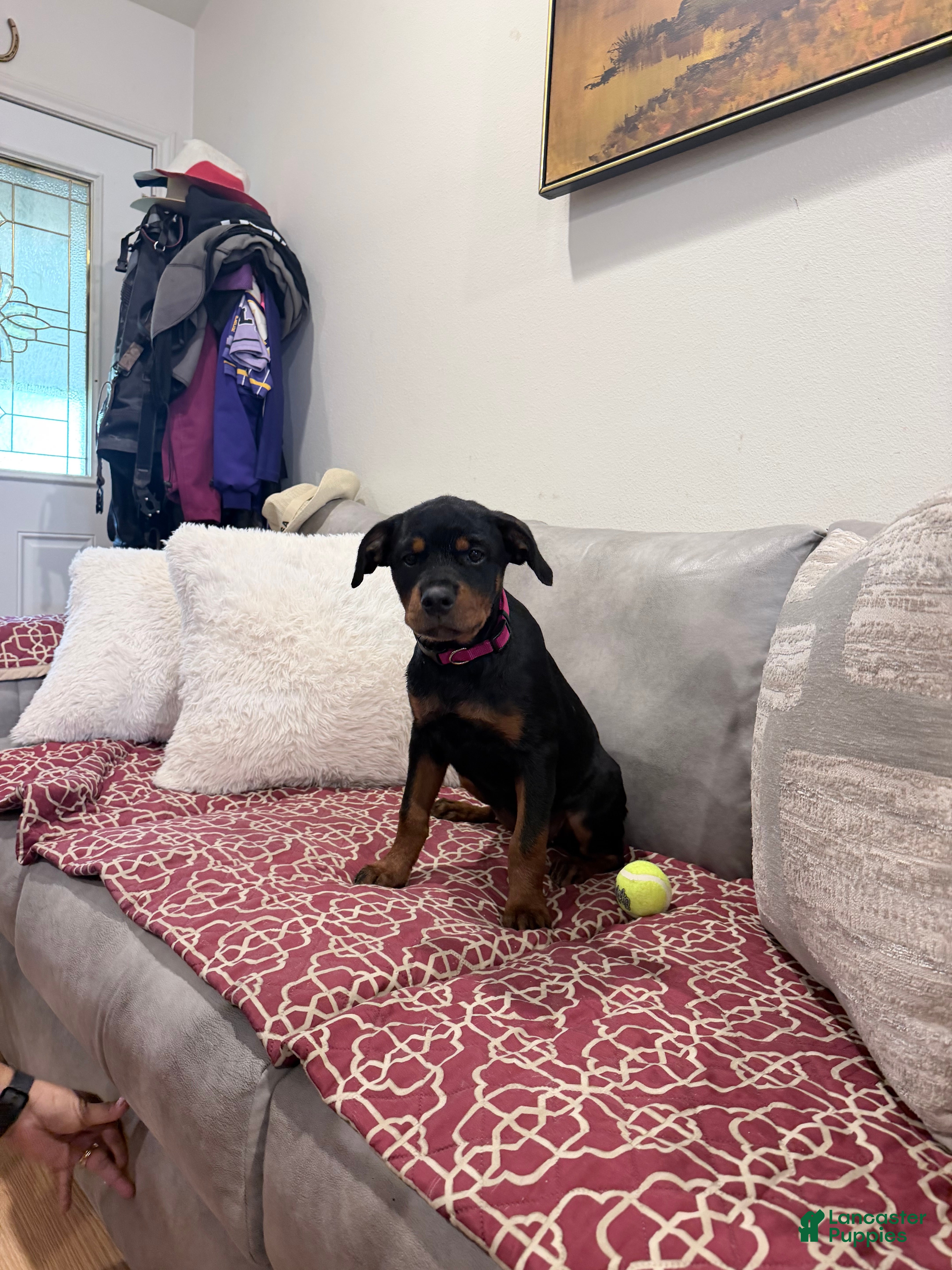 Rottweiler dogs Dark Pink collar girl - Ad 1