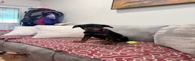 Dark Pink collar girl
