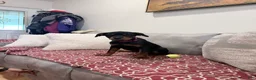 Rottweiler dogs for sale: Dark Pink collar girl - Ad 1