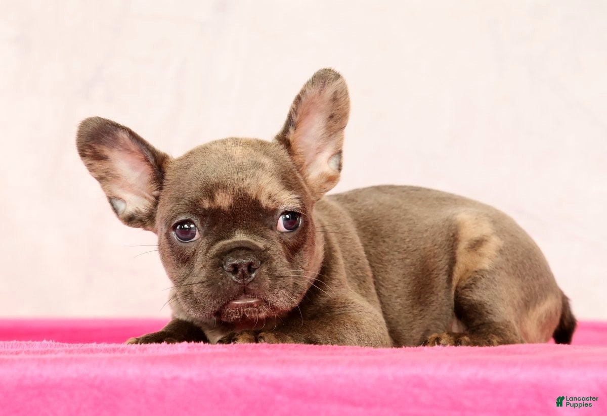 French Bulldog dogs Paula - Ad 2