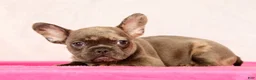 French Bulldog dogs for sale: Paula - Ad 2