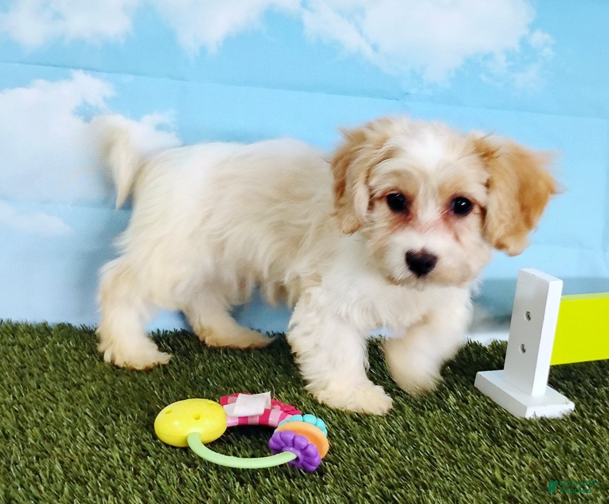 Cavachon dogs Cooper - Ad 2