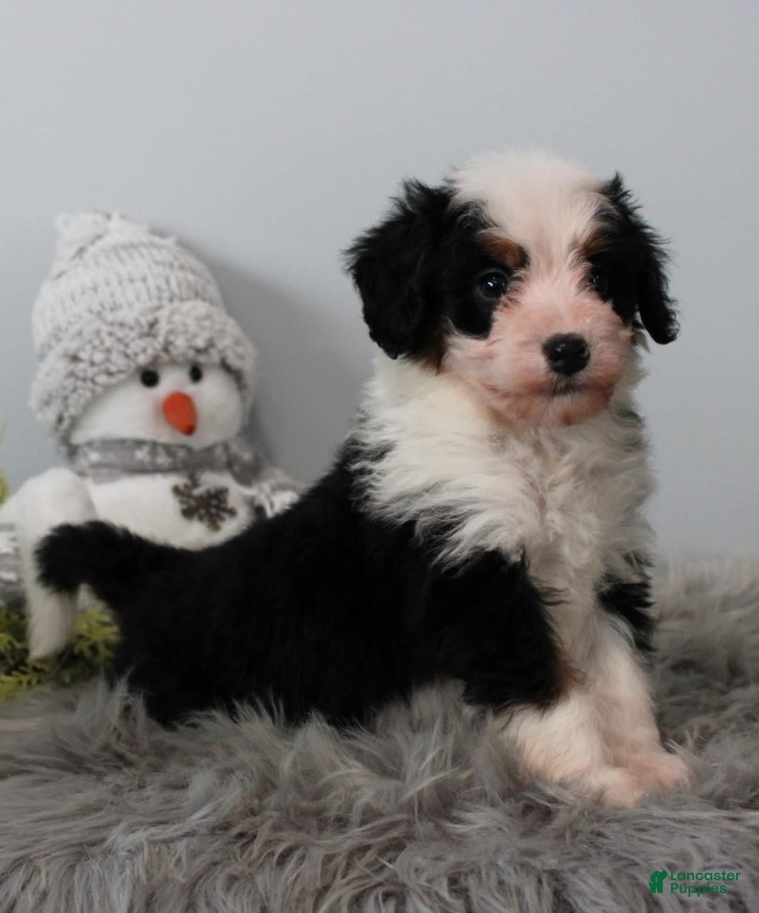 Gallery Image {{count}}