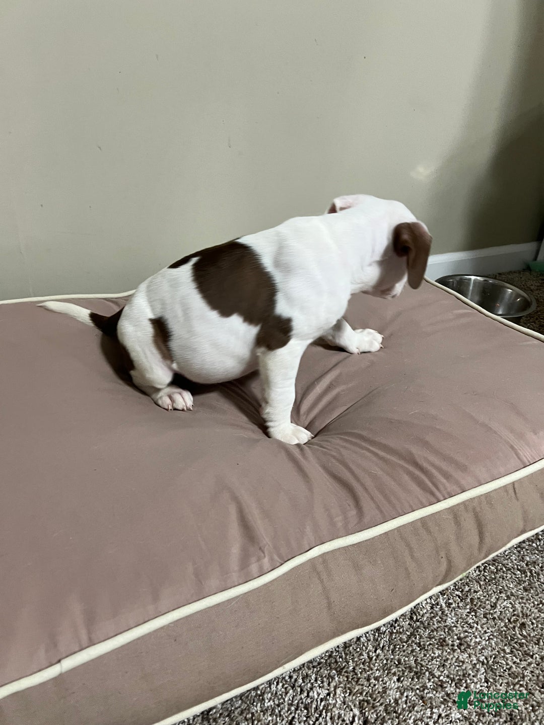 Mixed Breed dogs for sale: Mixed Breed Puppy 4 - Ad 6