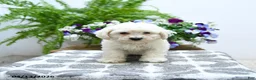Bichon Frise dogs for sale: Chastity - Ad 5