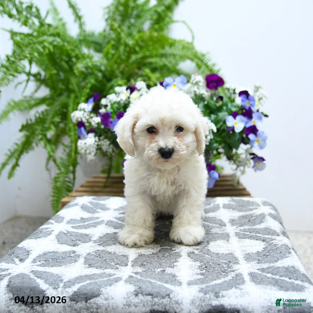 Bichon Frise dogs for sale: Chastity - Ad 5