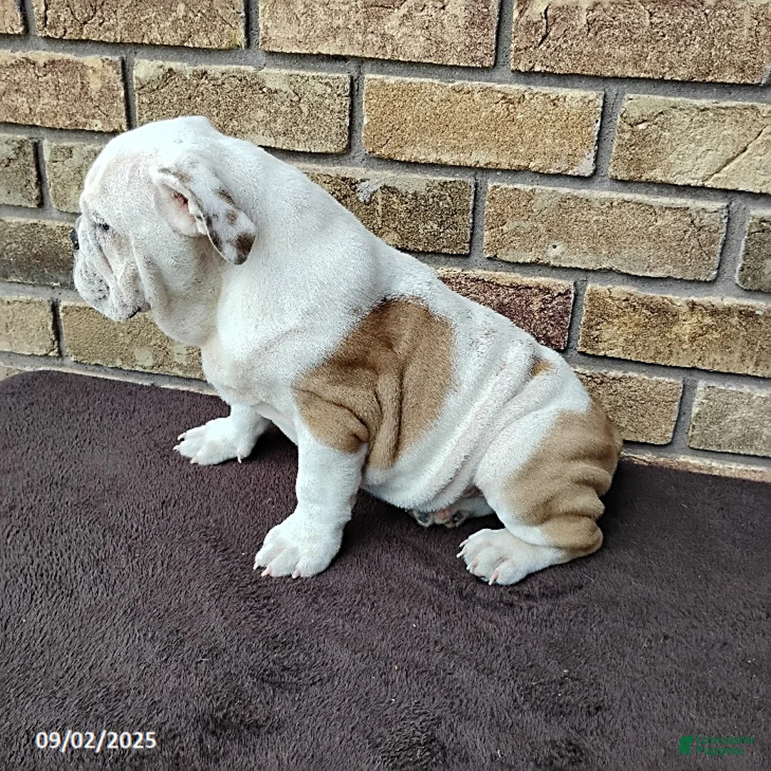 English Bulldog dogs for sale: Rover - Ad 3