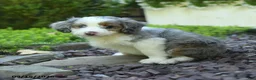 Aussiedoodle dogs for sale: Perunia - Ad 2