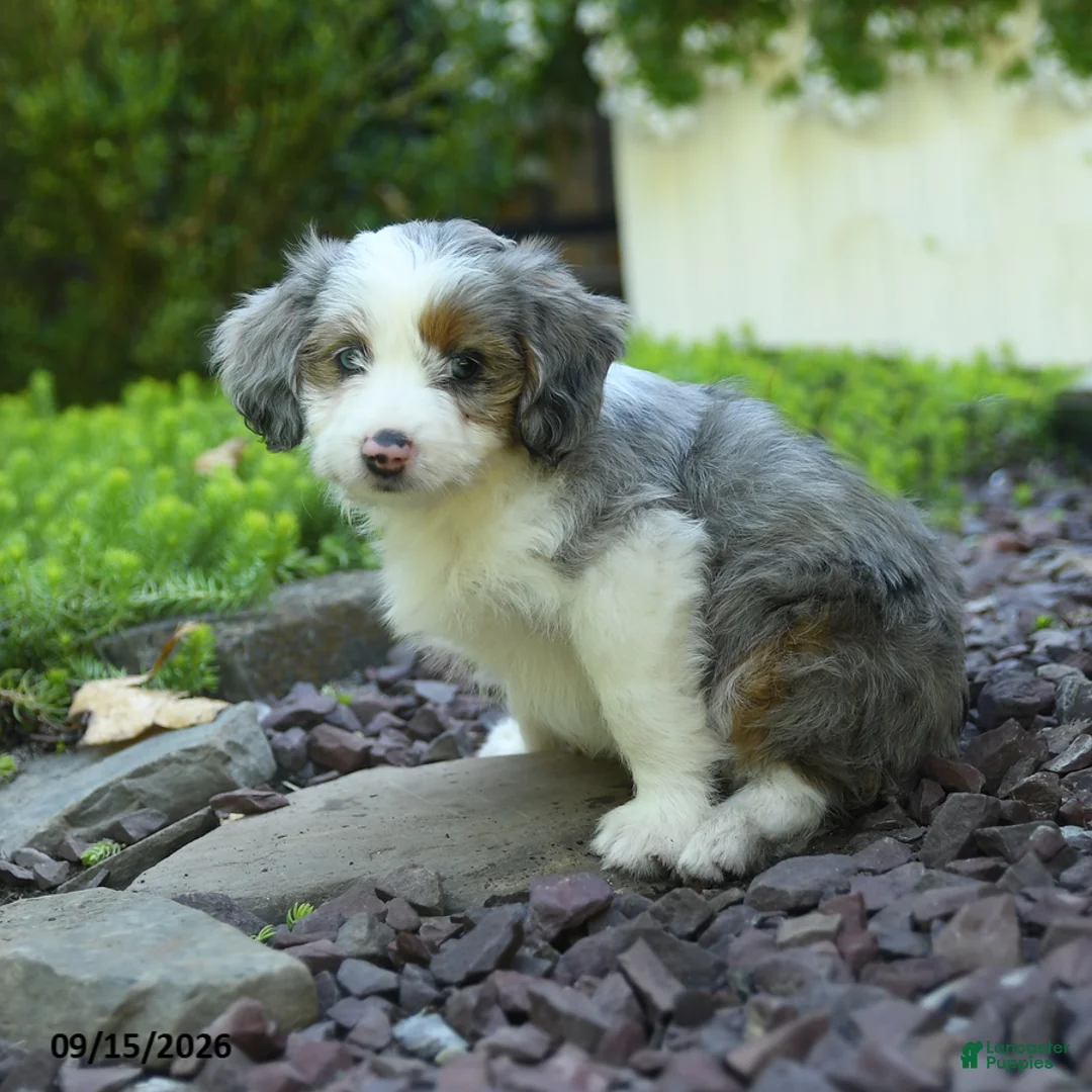 Aussiedoodle dogs for sale: Perunia - Ad 2