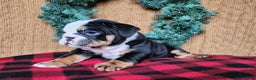 English Bulldog dogs for sale: Easton - Ad 4