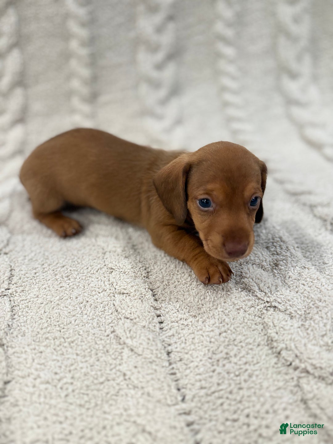 Dachshund dogs for sale: Dachshund Puppy 6 - Ad 2