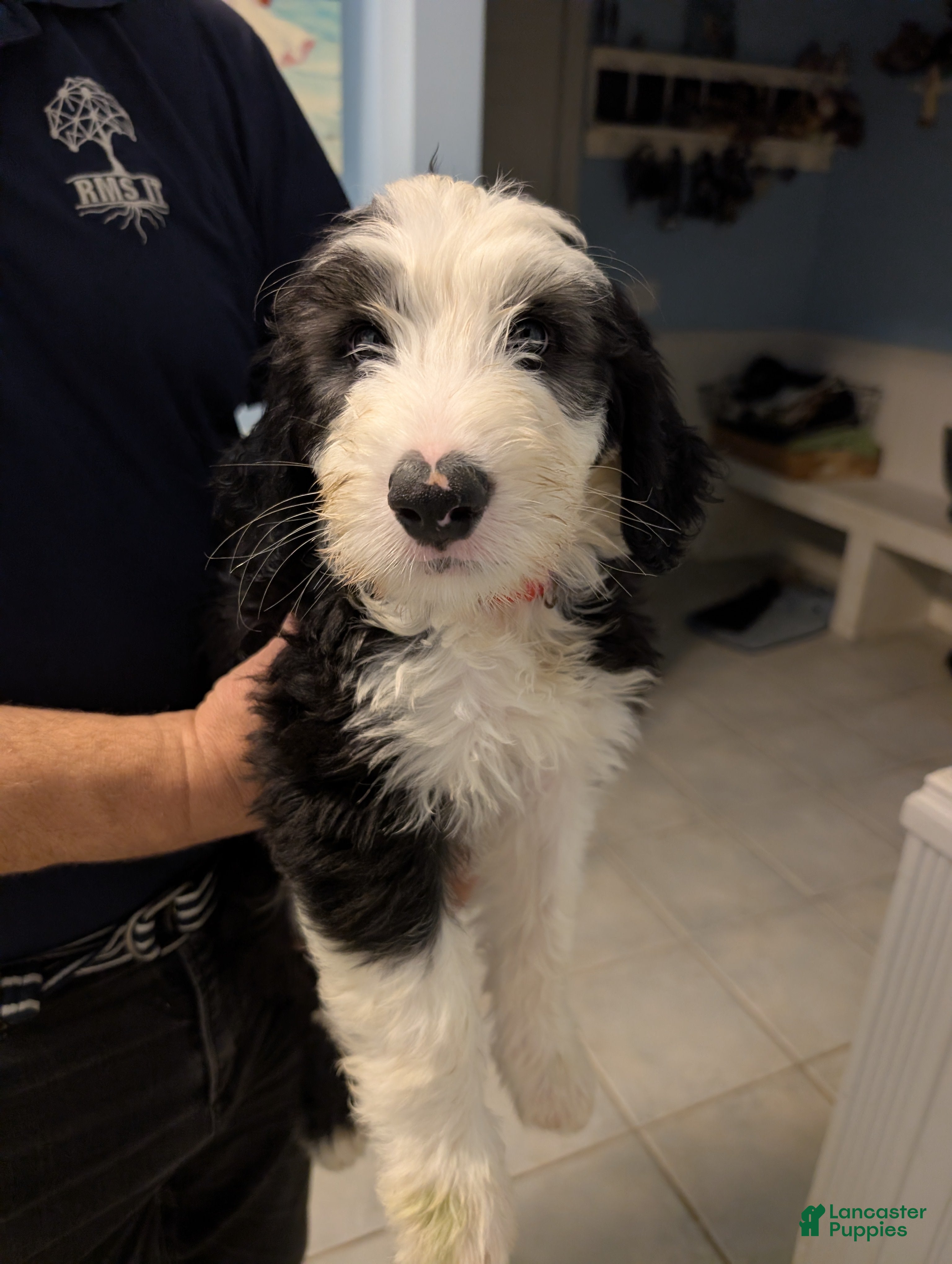 Sheepadoodle dogs Sheepadoodle Puppy 5 - Ad 2