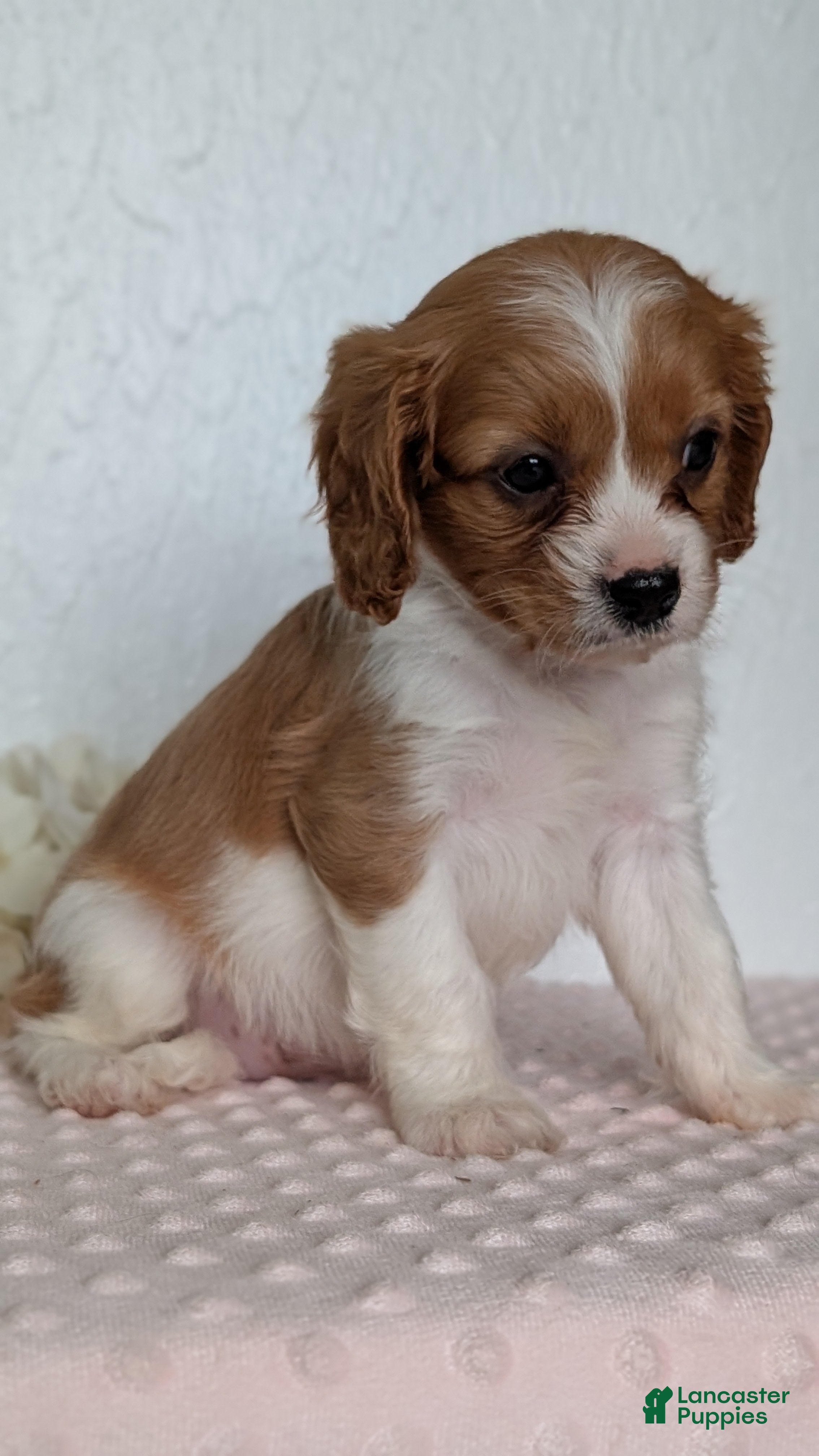 Cavapoo dogs Stella - Ad 2