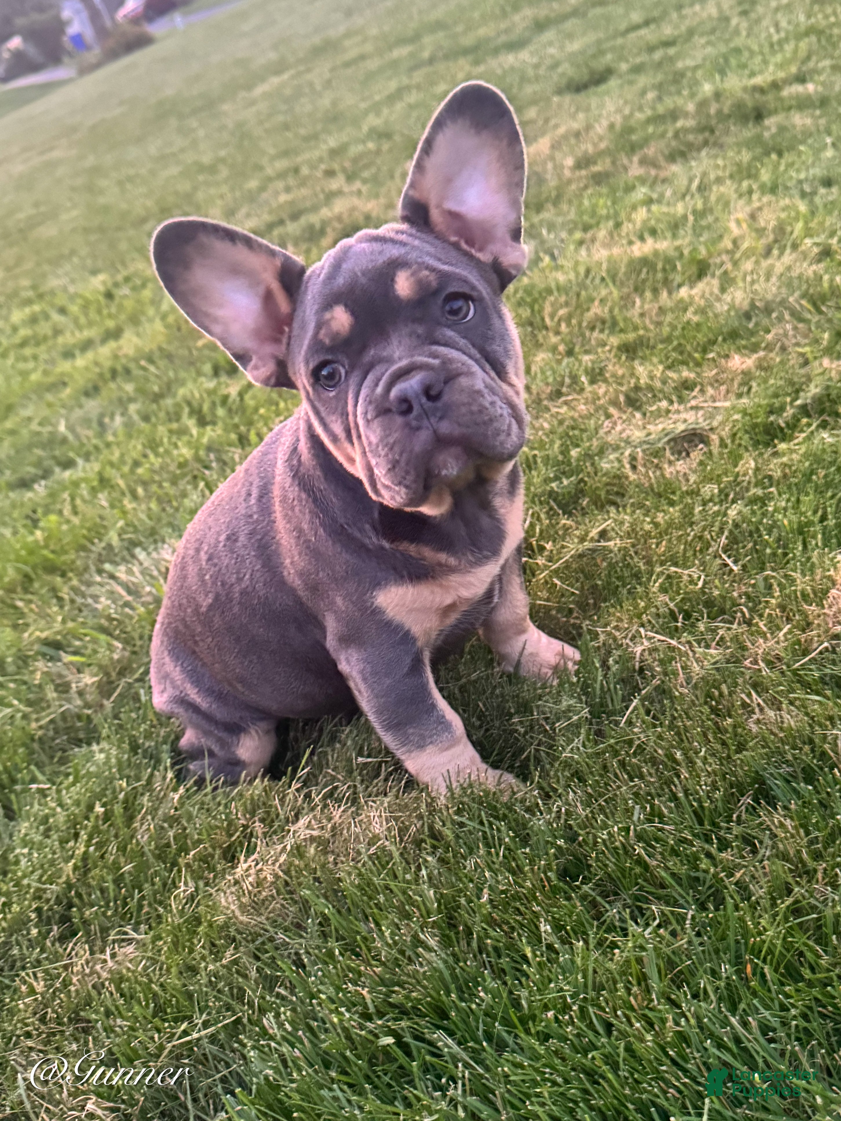 French Bulldog dogs Gunner  - Ad 2