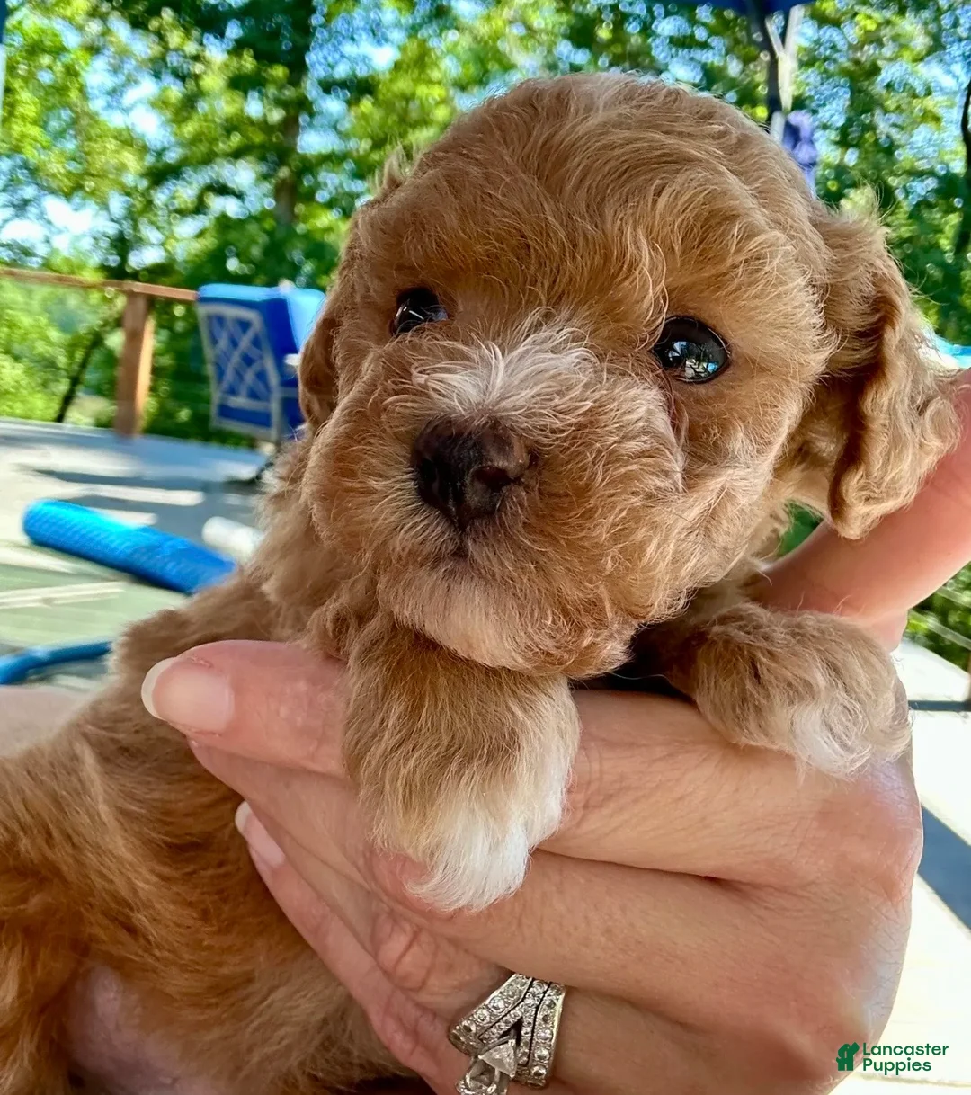 Toy Poodle dogs for sale: Toy Poodle 1 - Ad 1