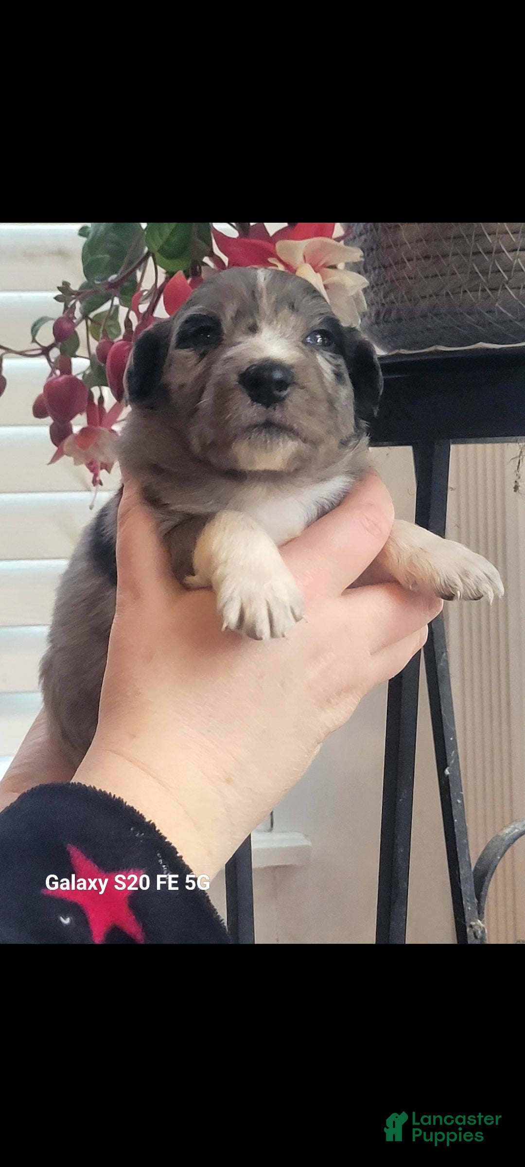 Australian Shepherd dogs for sale: Australian Shepherd Puppy 7 - Ad 2