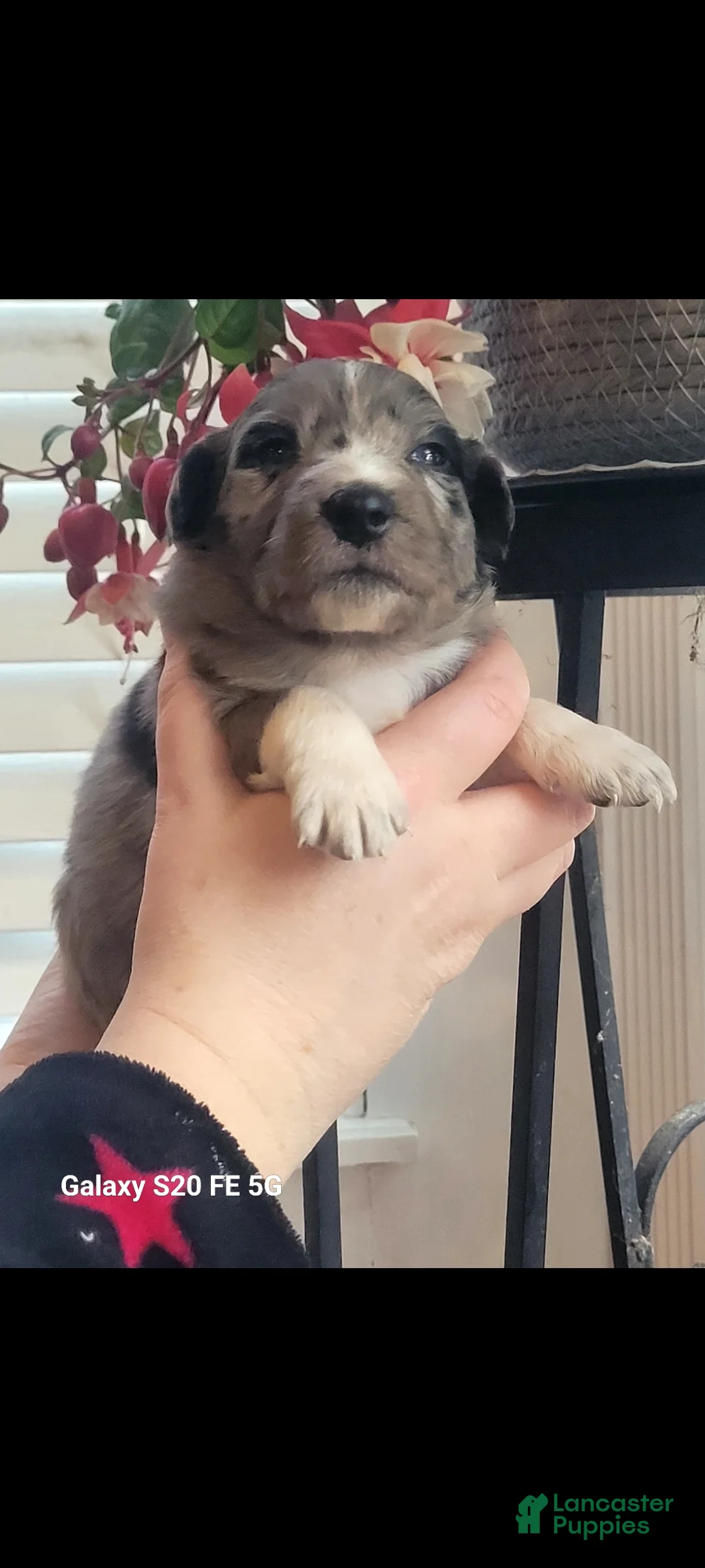 Australian Shepherd dogs for sale: Australian Shepherd Puppy 7 - Ad 1