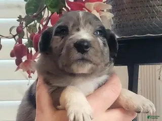 Australian Shepherd dogs Australian Shepherd Puppy 7 - Ad 25