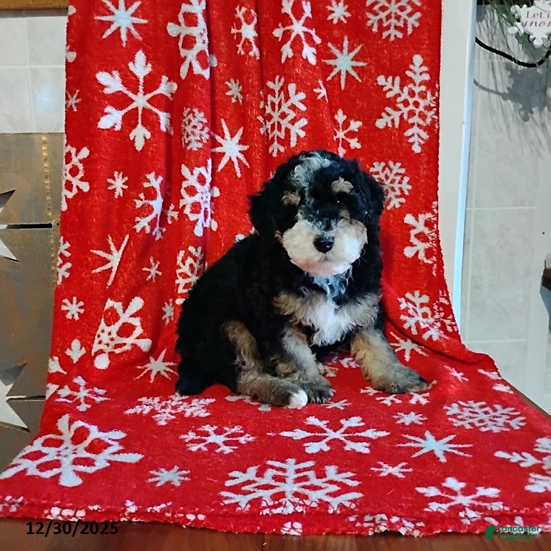 Mini Bernedoodle dogs for sale: Ranger - Ad 1