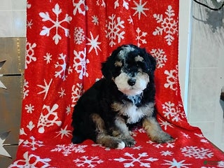 Mini Bernedoodle dogs Ranger - Ad 23