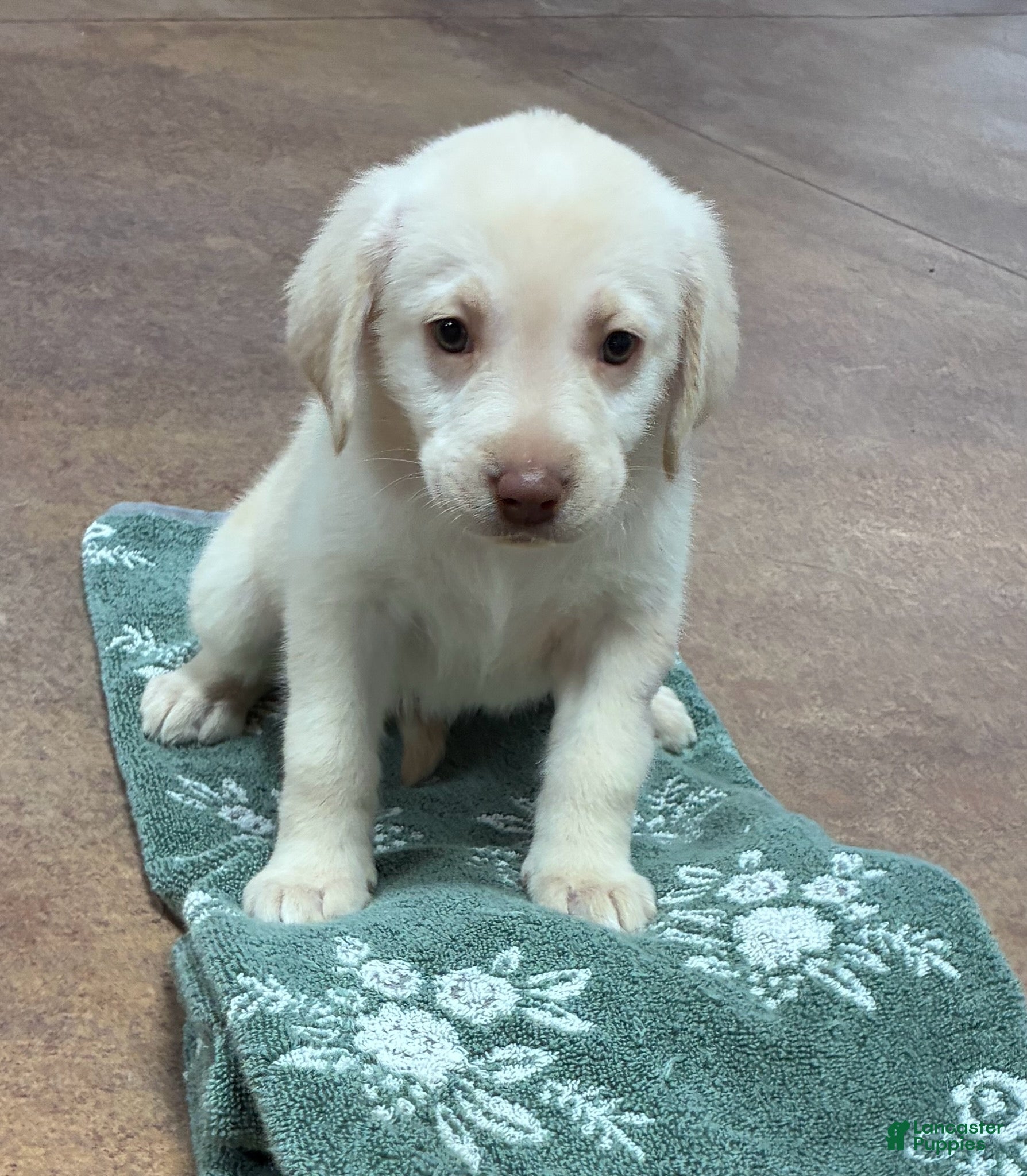 Labrador Retriever dogs Girl 3 - Ad 9