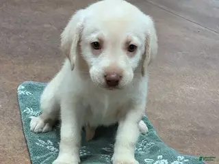 Labrador Retriever dogs Girl 3 - Ad 9