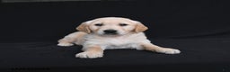 Golden Retriever dogs for sale: Rylan  - Ad 2
