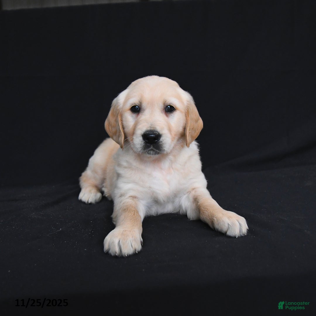 Golden Retriever dogs for sale: Rylan  - Ad 2