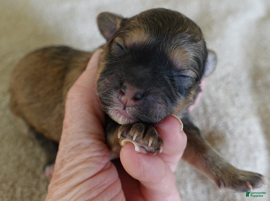 Maltipoo dogs for sale: River - Ad 5