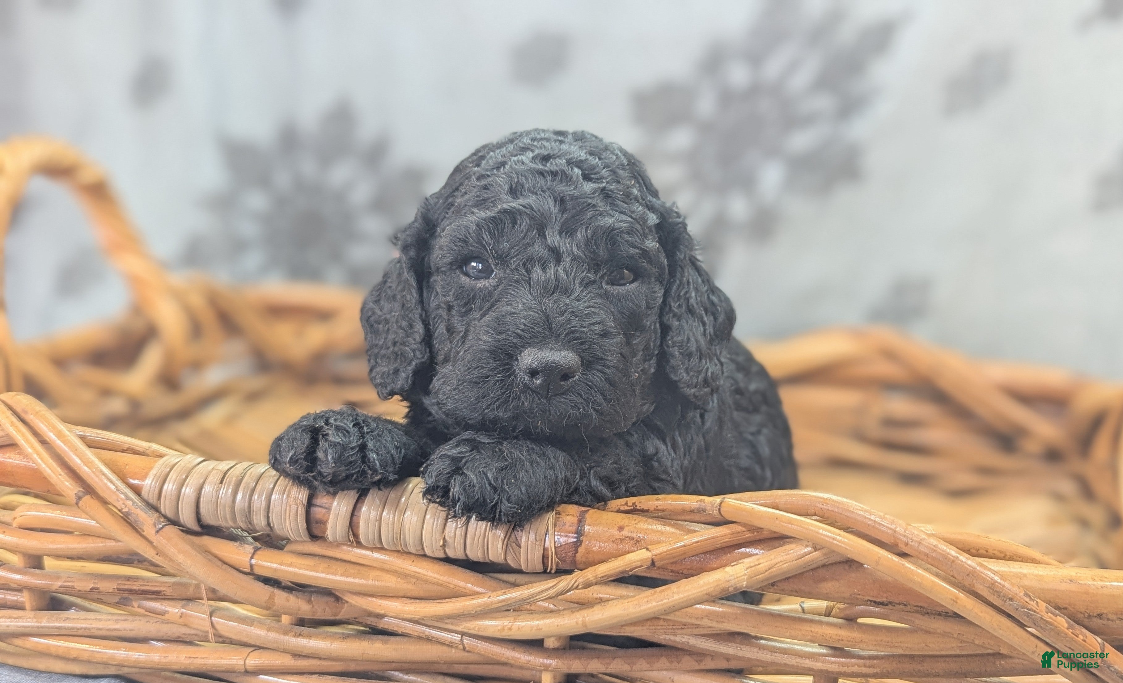 Cockapoo dogs Foggy - Ad 6